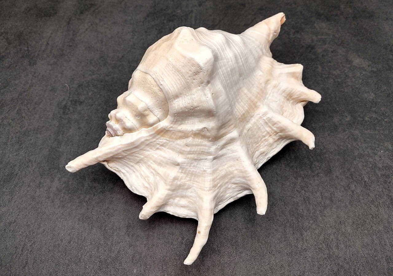 coco's shell...  Giant Spider Conch Seashell XL Lambis Truncata (1 shell approx. 8+