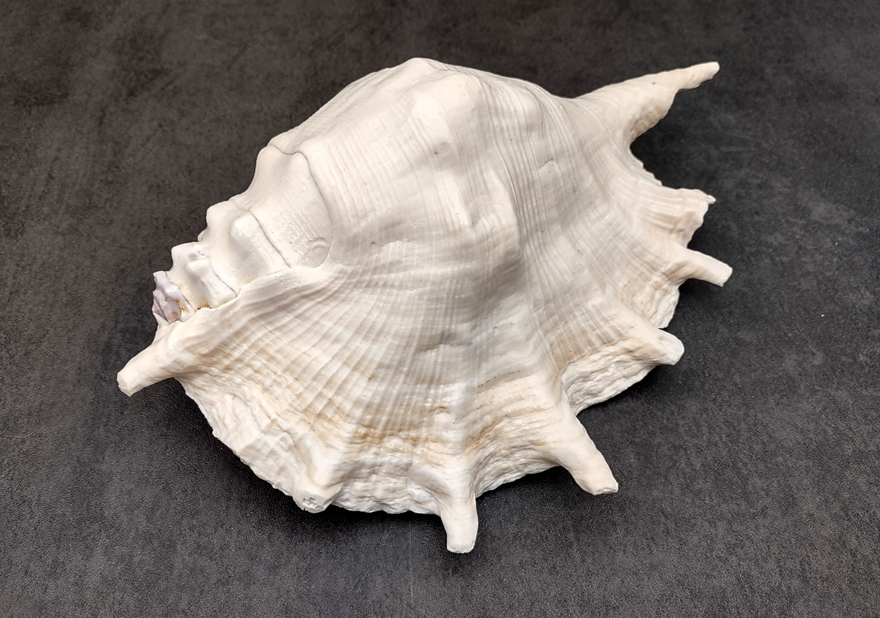 Giant Spider Conch Seashell XL Lambis Truncata (1 shell approx. 9+