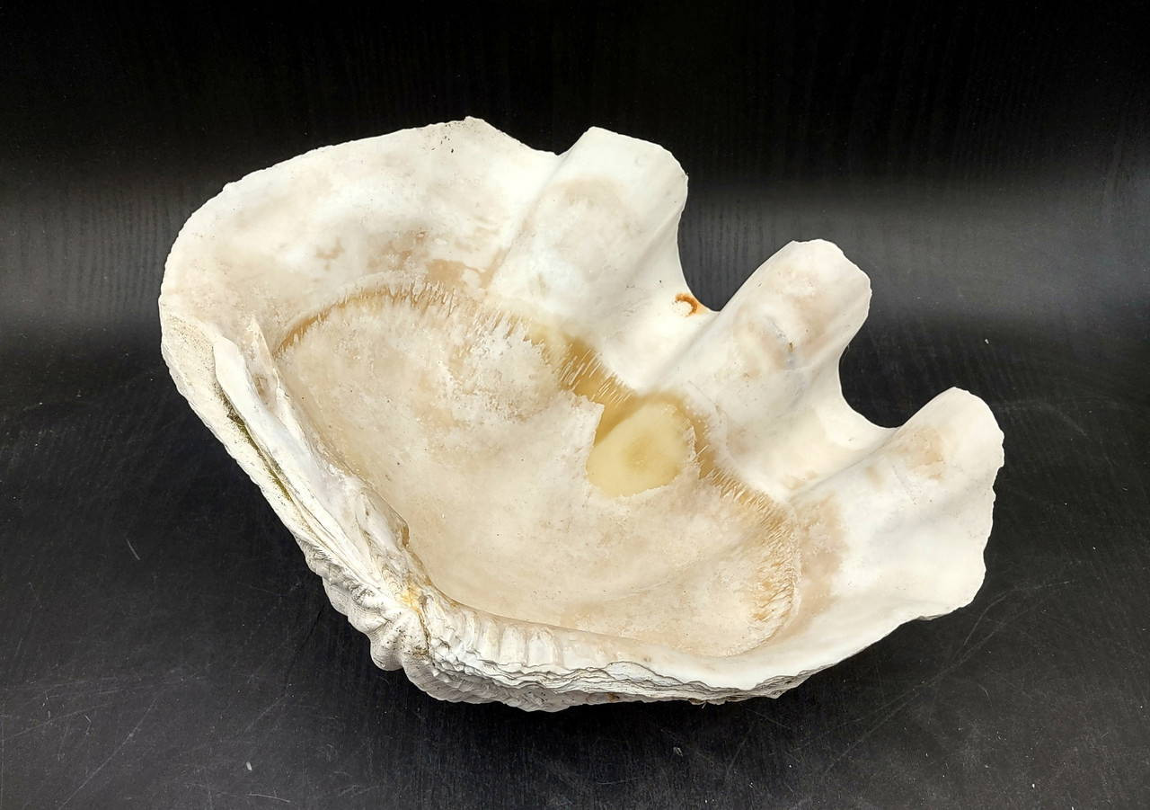Seashell Supply & Emporium Clam Shell