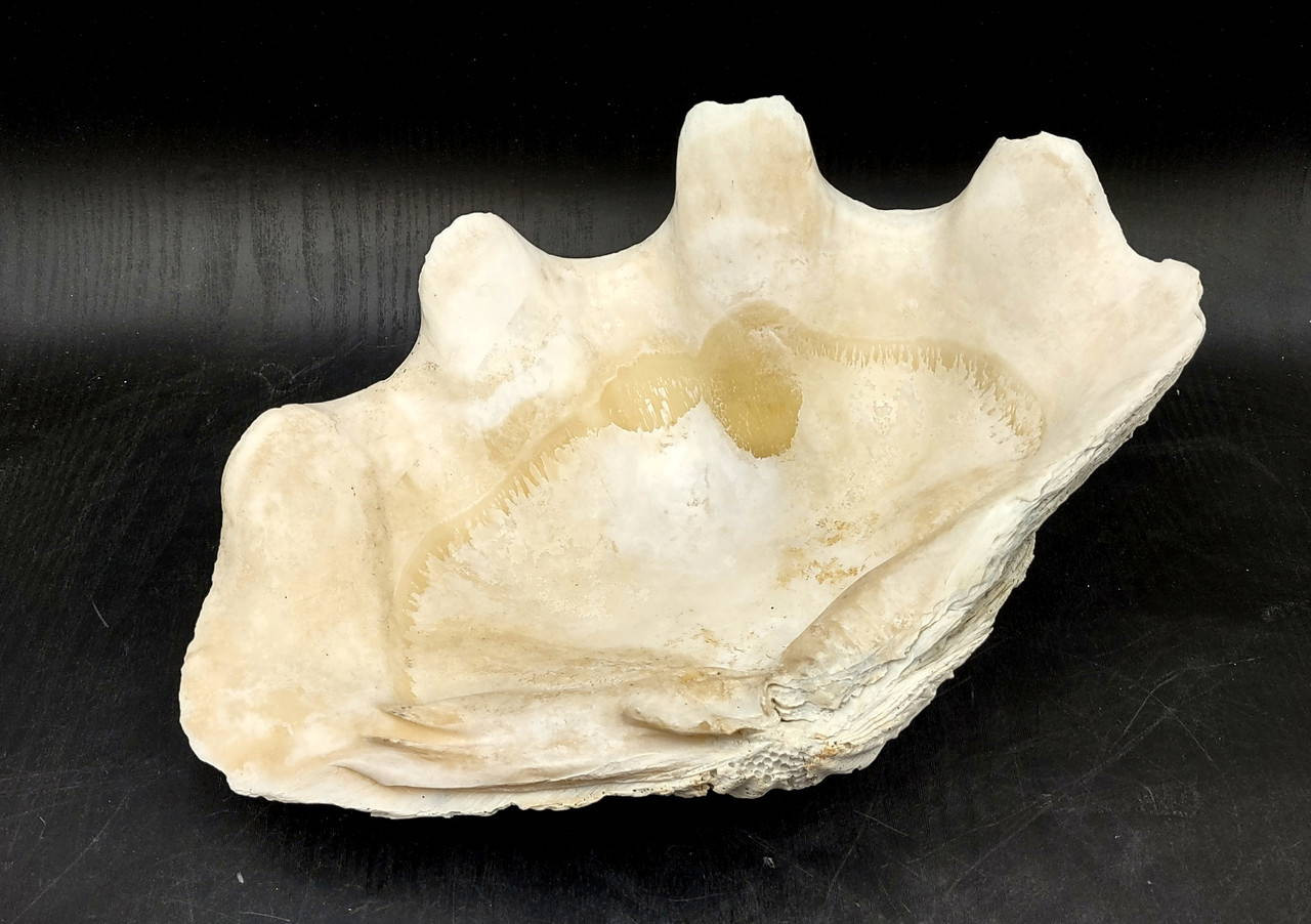 Giant Clam Shell Half (1 half shell approx. 12L x 3.5H x 8D inches