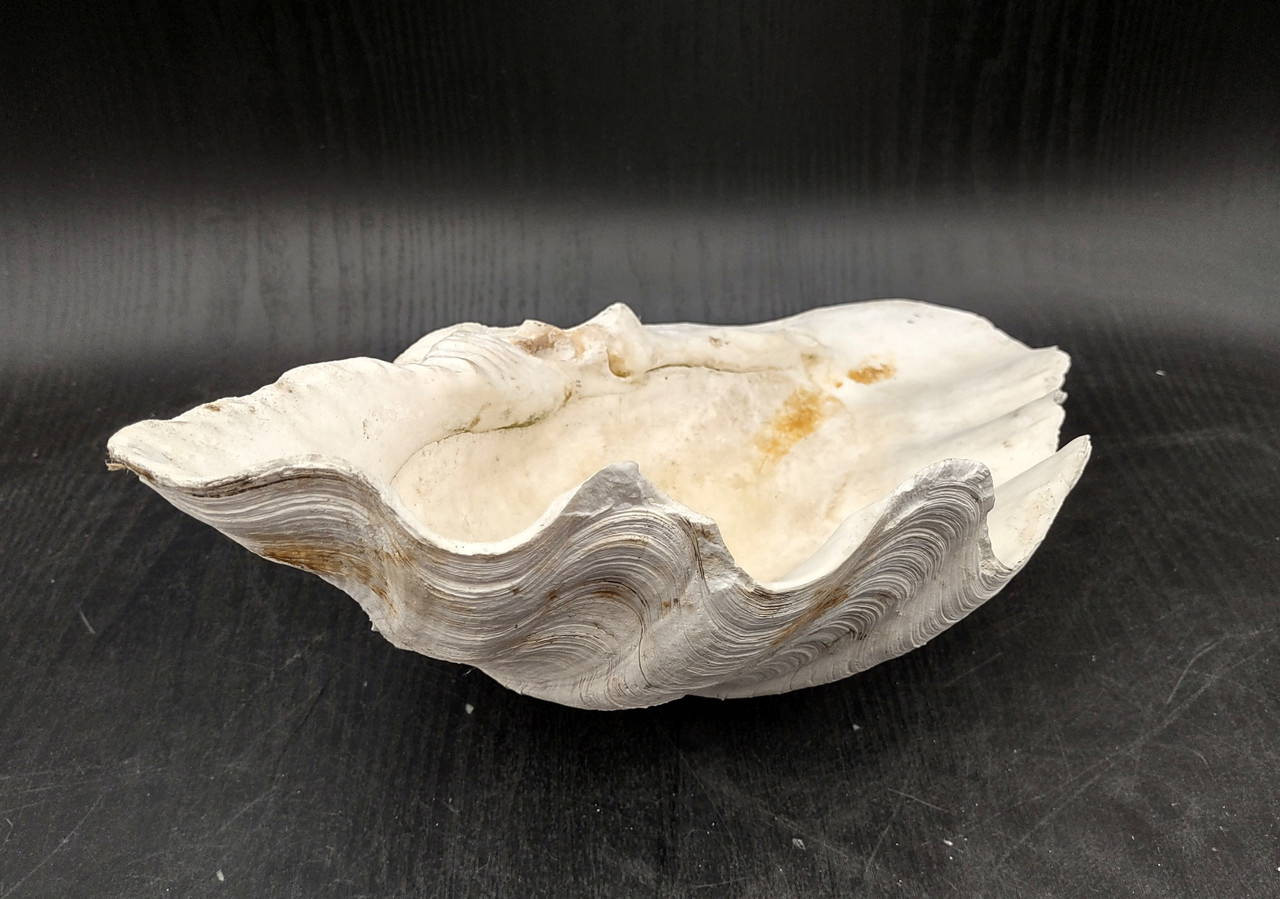 Giant Clam Seashell Half Tridacna Gigas (1 half shell approx. 13L x 4H ...