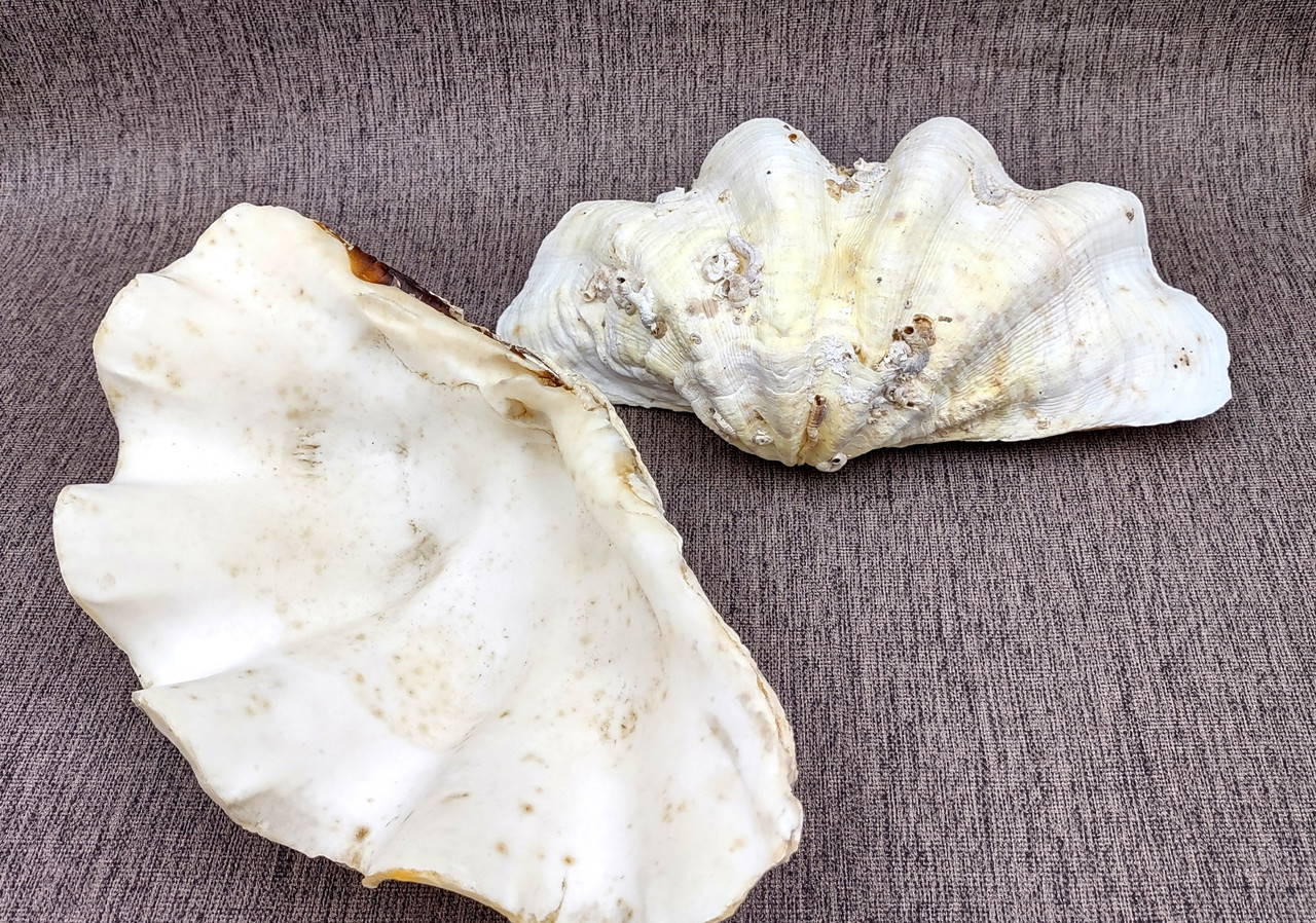Ruffle Clam Seashell Half Tridacna Squamosa (1 shell approx. 10+ inches ...