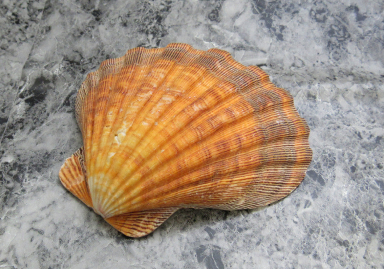 Orange Lion's Paw Scallop Shell Pecten Subnodosus (1 shell
