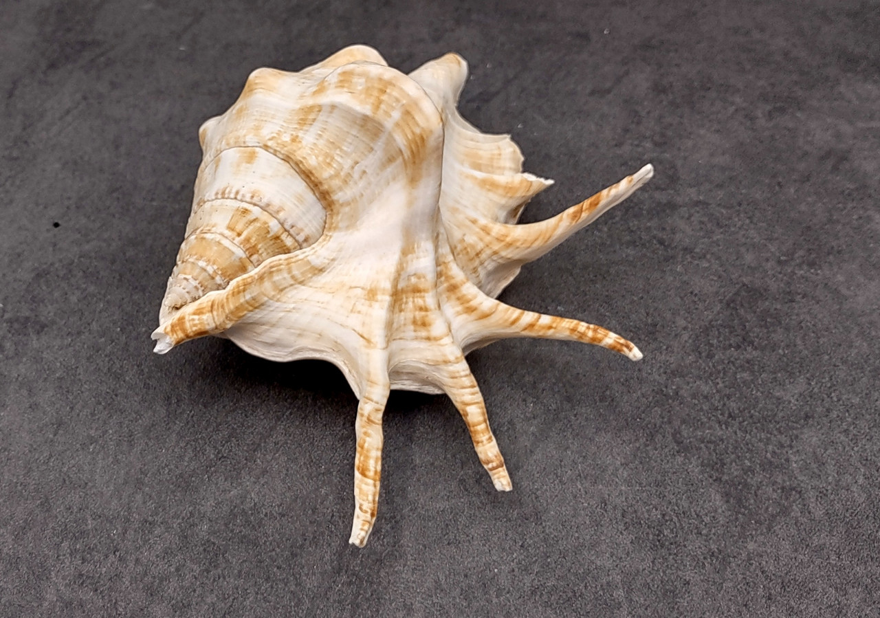 Spider Conch Seashell Lambis Lambis (1 shell approx. 5+ inches) B