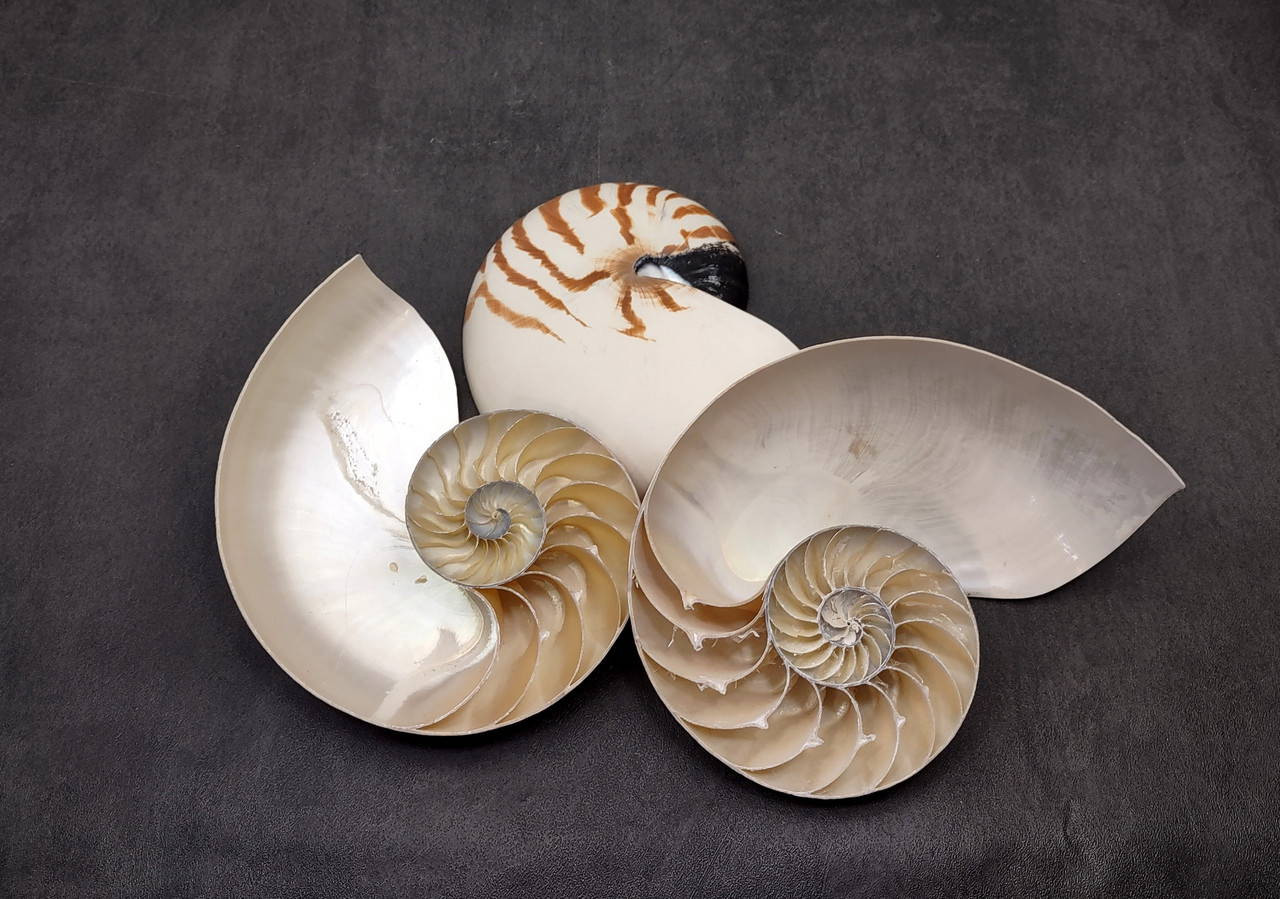 Nautiles Shells Natural Nautilus Left Cut Single Half Seashell Nautilus Pompilius (1 ...