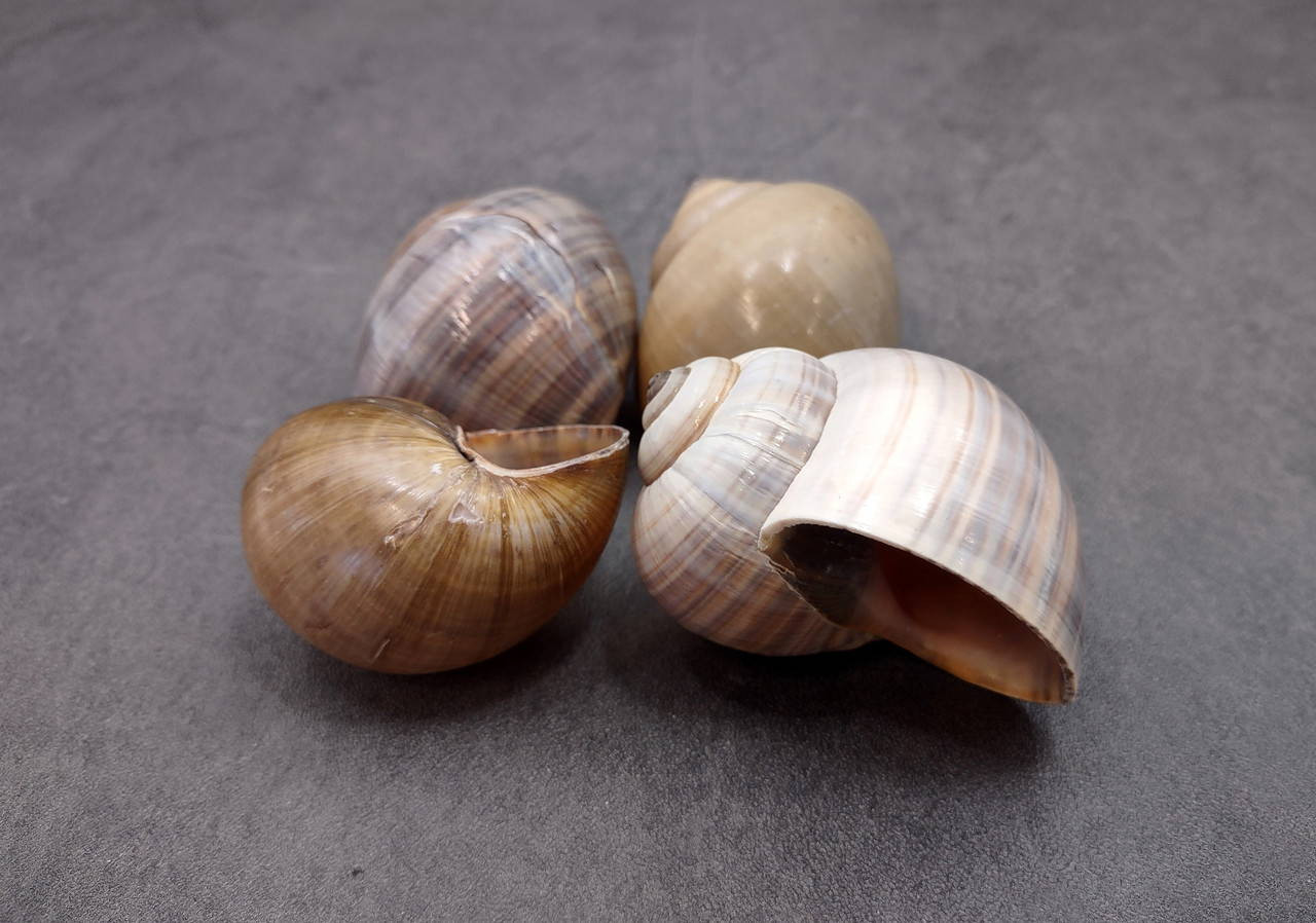 Apple Snail Shells Pomacea Canaliculata (2 shells approx. 2+ inches ...