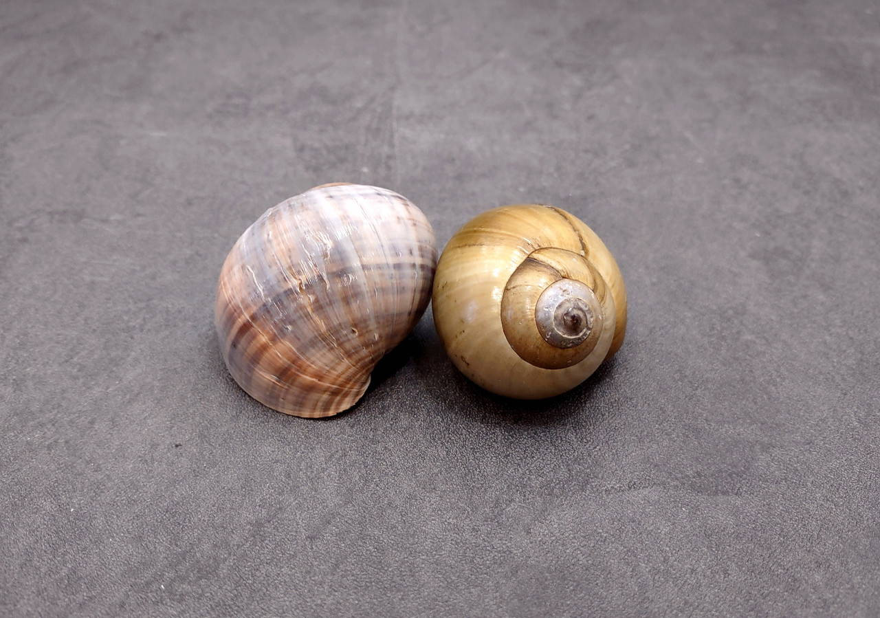 Apple Snail Shells Pomacea Canaliculata (2 shells approx. 2+ inches ...