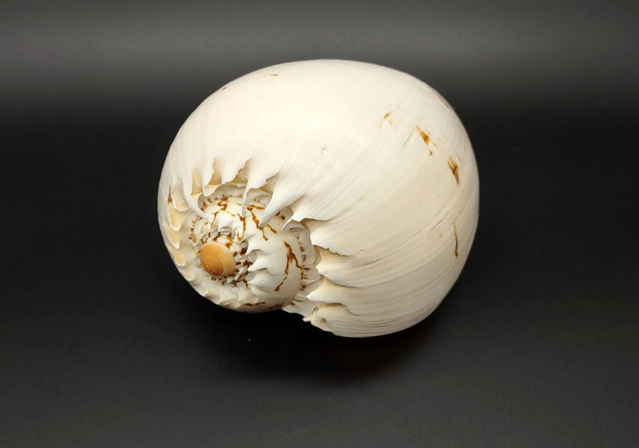 Large Crowned Baler Seashell Tan Voluta Diadema (1 shell approx. 6 ...