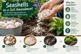 Shells in the Soil: How to Use Seashells in Your Garden
