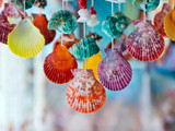 Which Shells Were Voted The Most Colorful Shells In Our Informal Pole?