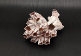 How Old Are The Shells We Usually See on the Beach?