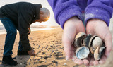 June 21st is National Seashell Day!