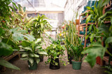 Best Tropical Plants for Décor in the United States: Bring Paradise Indoors