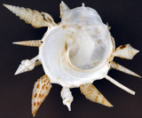 Three Of The Most Bizzare Finds in the World Of Seashells