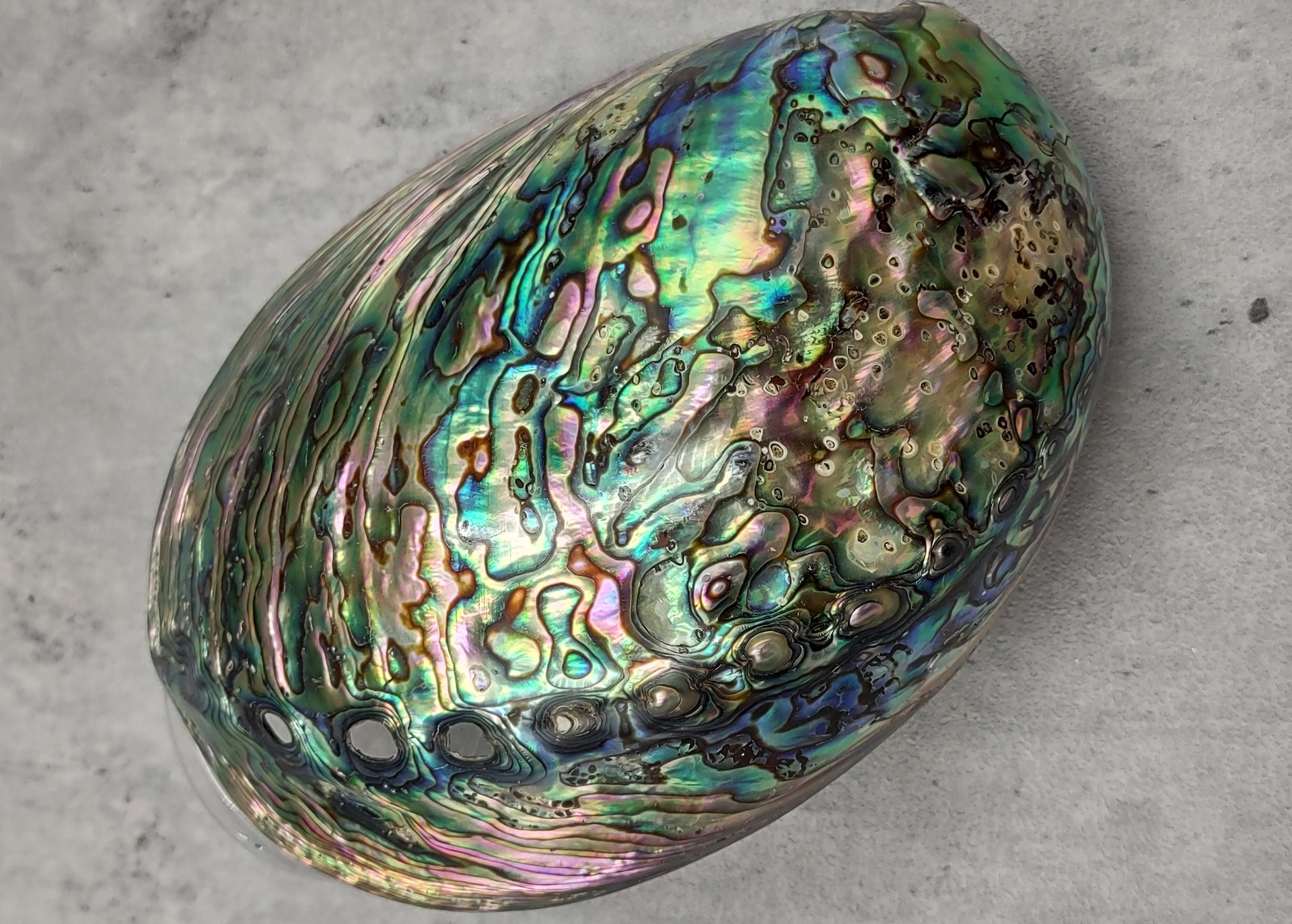 Polished Green Paua Abalone Seashell (4.55.5 inches)
