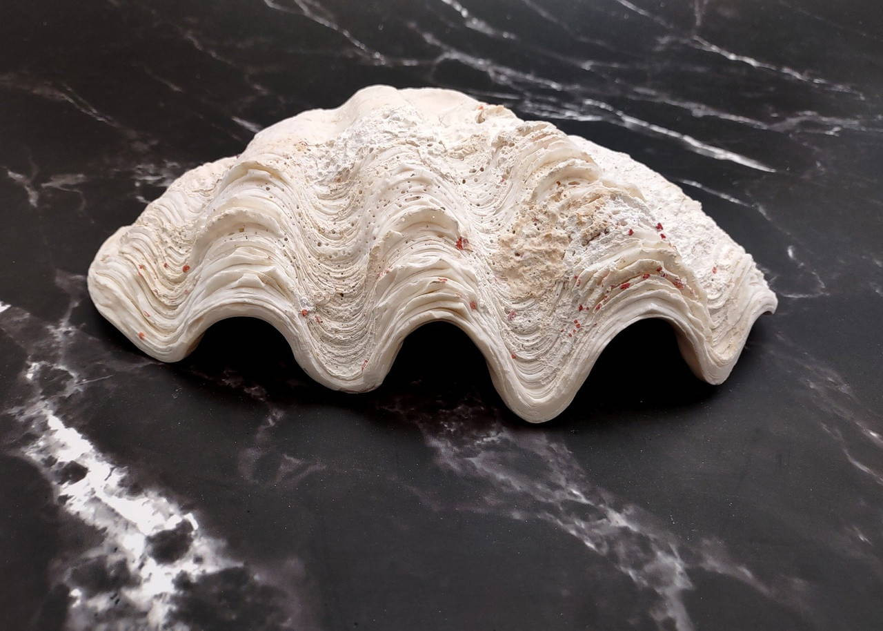 Clam Shells and Shell Pairs - seashellsupply.com
