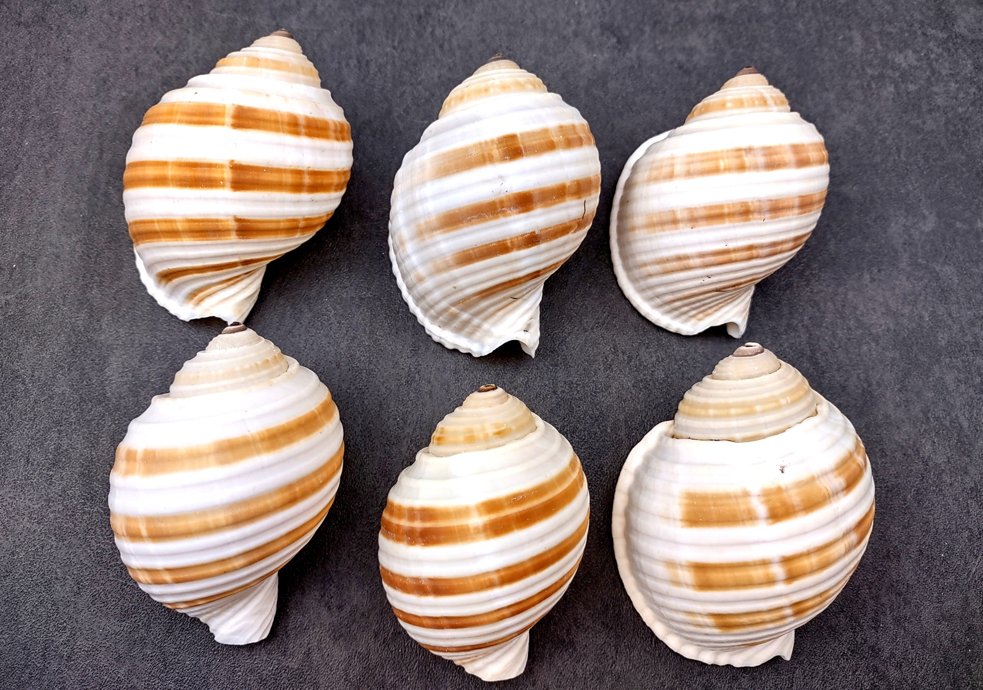 Large Striped Tun Seashells Tonna Sulcosa (2 shells approx. 3+ inches ...