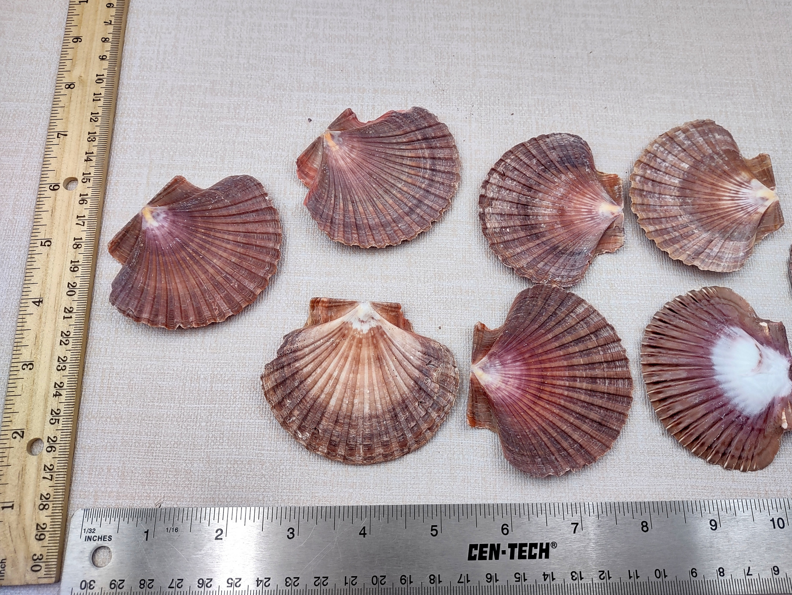 Mexican Flat Scallop Seashells Red Brown Pecten Vogdesi (10 shells ...