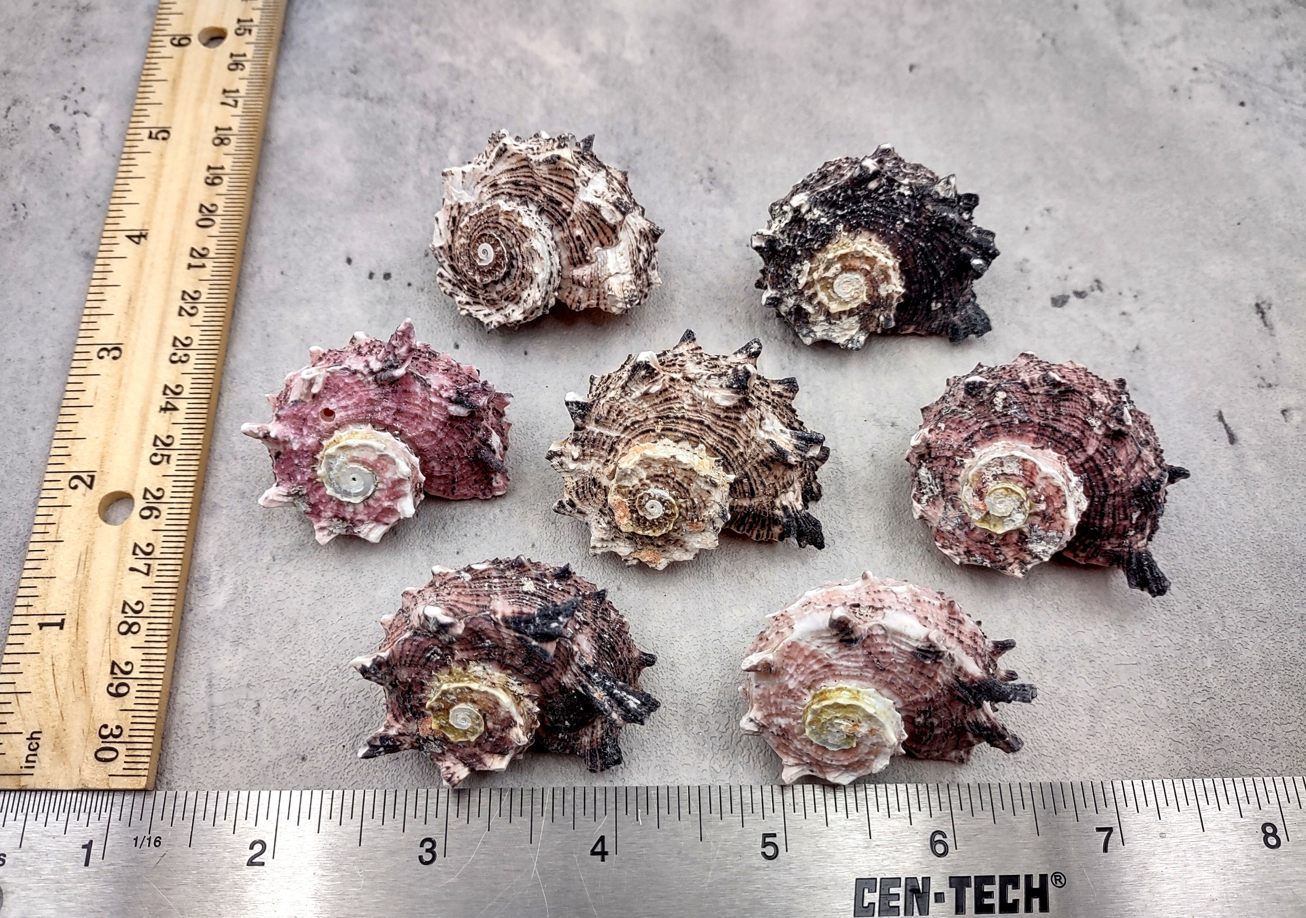 Dolphin Seashells Spiral Pink Black Angaria Delphinus (5 shells approx ...