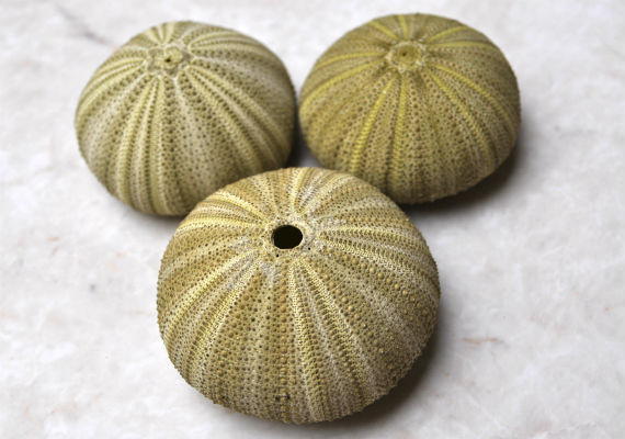 Seashells For Sale - Decorative Seashells & Marine Life For Sale ...