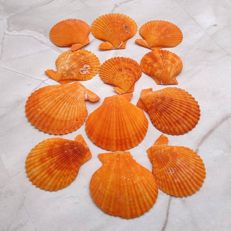 Pumpkin Orange Scallop Seashell Halves Noble Pecten Nobolis (Approx. quarter pound shells 2+ inches) Orange Scallop Shells for crafts! Copyright 2025 SeaShellSupply.com.