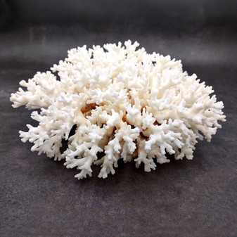 White Lace Coral Large Cluster Pocillopora Damicornis (1 coral approx. 7.5L x 3.5H X 7D inches) White Coral Centerpiece for coastal display! Copyright 2026 SeaShellSupply.com.