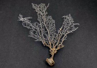 White Sea Fan Coral (1 fan approx. 7-9+ inches) B GRADE Adorable sea fan for any coastal projects or as a collection addition!