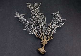 White Sea Fan Coral (1 fan approx. 7-9+ inches) B GRADE Adorable sea fan for any coastal projects or as a collection addition!