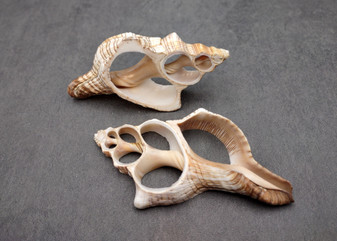 Center Cut Large Fox Seashells (2 shells approx. 5+ inches) Quality center cut shells for ocean decor art projects crafts & collecting!