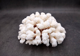 Brownstem White Cauliflower Coral Cluster Pocillopora Verrucosa (1 coral approx. 6L x 3H x 5.5D inches) Coral for home display & decor!