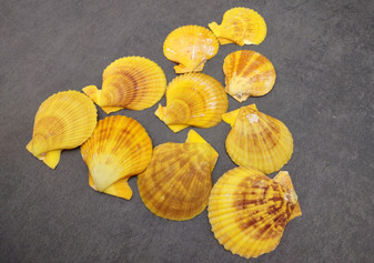 Golden Yellow Scallop Shell Halves Noble Pecten Nobolis (Approx. quarter pound shells 2+ inches) Scallop seashells for arts & crafts!