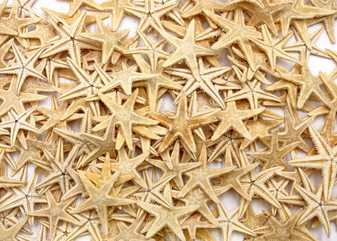 Mini Tan Starfish - Archaster Typicus - (approx. 45-50 starfish .5-1 inch). Multiple orange and tan starfish in a pile. Copyright 2025 SeaShellSupply.com