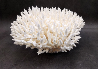 White Table Coral Large Cluster Acropora Latistella (1 coral approx. 11.5L x 6.5H x 10.5D inches) Table Coral for display & collecting! Copyright 2025 SeaShellSupply.com.