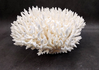 White Table Coral Large Cluster Acropora Latistella (1 coral approx. 11.5L x 6.5H x 10.5D inches) Table Coral for display & collecting! Copyright 2025 SeaShellSupply.com.