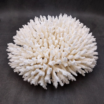 White Table Coral Large Cluster Acropora Latistella (1 coral approx. 11L x 5H x 10D inches) Table Coral for decor center piece & collecting!