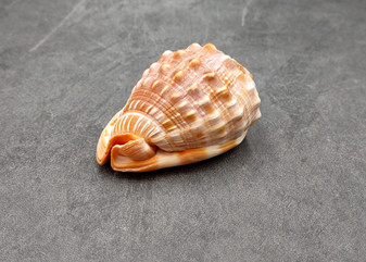 Baby Bull's Mouth Helmet Seashell Cassis Rufa (1 shell approx. 2+ inches) Orange Helmet Shell for craft, decoration, or collecting! Copyright 2025 SeaShellSupply.com.