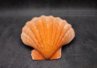 Orange Lion's Paw Scallop Seashell Pecten Subnodosus (1 shell approx. 6+ inches) Great shell for ocean decoration art projects & crafting!