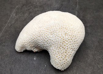 Farm Grown White Brain Coral (1 coral approx. 3+ inches) Earth friendly, display ready, sustainably grown & sourced! Copyright 2025 SeaShellSupply.com.