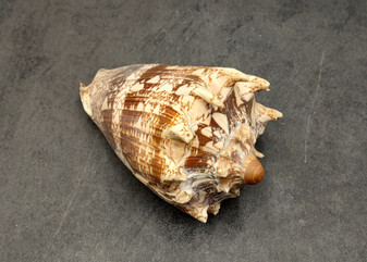 Imperial Volute Seashell Cymbiola Imperialis (1 shell approx. 5+ inches) B GRADE Value Shell for ocean displays arts crafts & collecting!