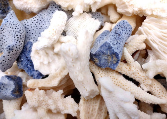 Image of Small Coral Pieces Blue White Brown Mix (approx. 1 pound 0.5-1.5+ inches) Assorted coral chunks for coastal art craft projects or display!