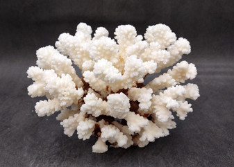 Brownstem White Coral Cluster Pocillopora Verrucosa (1 coral approx. 6.5L x 4H x 5.5D inches) Coral for coastal collections & display!