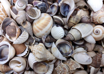 Small Mixed Shell Assortment. Multiple brightly colored shells with different shapes and textures in a tile. Copyright 2025 SeaShellSupply.com.