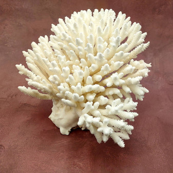 White Table Coral Cluster Large Centerpiece (1 coral 9.5L x 5H x 7.5D inches) Large White Table Coral for coastal home display & decor! Copyright 2025 SeaShellSupply.com.