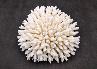 White Table Coral Cluster Large Centerpiece (1 coral 8.5L x 4.5H x 8.75D inches) Large White Table Coral for coastal home display & decor!