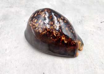 Humpback Cowrie Seashell Dark Brown Cypraea Mauritiana (1 shell approx. 3+ inches) Spotted Brown Mourning Cowrie for display & collecting!