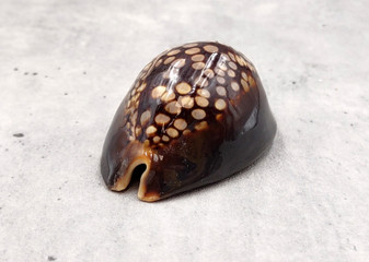 Humpback Cowrie Seashell Dark Brown Cypraea Mauritiana (1 shell approx. 2+ inches) Spotted Brown Mourning Cowrie for display & collecting! Copyright 2025 SeaShellSupply.com.