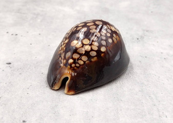 Humpback Cowrie Seashell Dark Brown Cypraea Mauritiana (1 shell approx. 2+ inches) Spotted Brown Mourning Cowrie for display & collecting! Copyright 2025 SeaShellSupply.com.