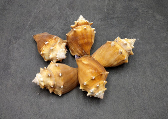 Fighting Conch Seashells Brown Strombus Pugilus (5 shells approx. 2+ inches) B GRADE Medium Tan Conch Shells for arts crafts & display.