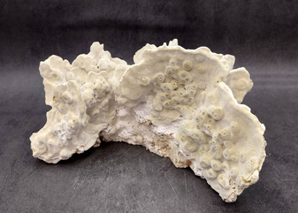 Light Green Fire Coral Cluster (1 coral 9.25L x 5H x 7D inches) Mint Green Medium Fire Coral for any coastal reef display or collection! Copyright 2025 SeaShellSupply.com.