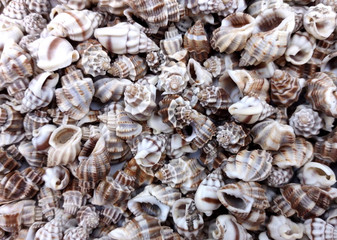 Nassarius Phyrrus Seashells - Red-banded Nassa (approx. 65-75 shells .5-.75 inches). Brown and white striped shells in a pile. Copyright 2022 SeaShellSupply.com.